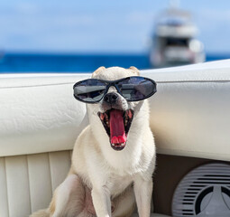a chihuahua dog with sunglasses, enjoying where a sunny day and sea, in a boat