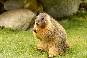 Naklejka na ściany i meble Yellow-bellied marmot eating