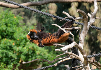 Lemur Red vari (lat. - Varecia rubra)