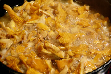 Chanterelle mushrooms are fried in a pan.