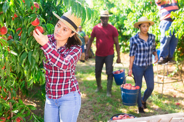 Positive Latina working in farm orchard during summer harvest time, picking fresh ripe peaches