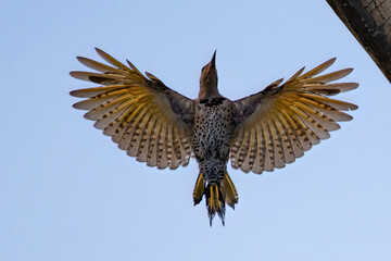 northern flicker spreading wings in flight