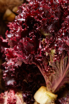 Lechuga crespa morada