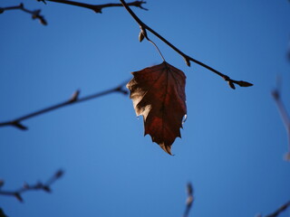 dead leaf clinging to its branch

