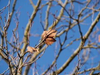 dead leaf clinging to its branch
