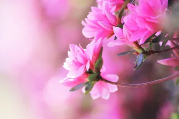 Crédence de cuisine en verre imprimé Azalée 春の美しいツツジの花