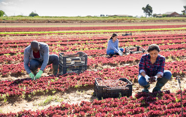 International team of farm workers hand harvesting organic red lettuce crop on fertile agriculture...