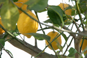 木に実る複数のレモン　瀬戸内