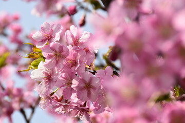 Fototapeta na wymiar 満開に咲いた河津桜と青空