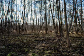 Discovering the Beauty of the Forest in Early Spring