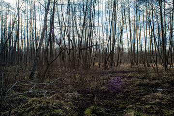 Exploring the Early Spring Woods