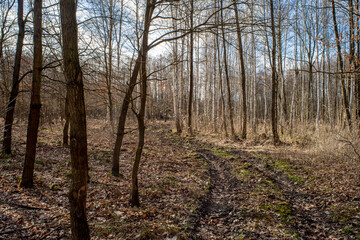 Exploring the Early Spring Woods
