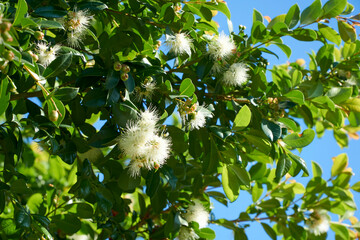 The flowers of Syzygium smithii or Lilly Pilly that supplied red berries that are eaten as bush...