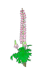 ピンクのルピナスの花のイラスト