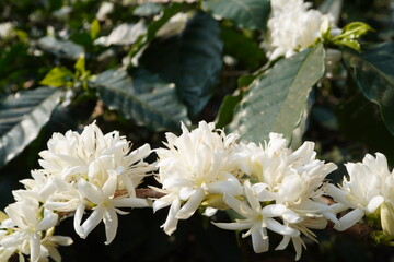 Coffee Blossom. Blooming coffee tree. White flowers. In the farm, coffee trees bloom with white flowers. farmer's garden close up of coffee flower under sunlight