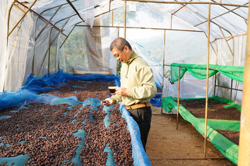 agriculture concept The berries are harvested to be processed into Parchment coffee, Arabica coffee. arabica coffee beans and arabica coffee berries by hand of farmer