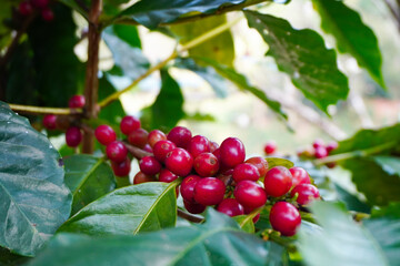 Nuts, berries, Arabica coffee beans waiting for the harvest berry background caffeine closeup crop farm farmer fruit garden green beans handle plant cultivation red ripe roasted robusta seed tree