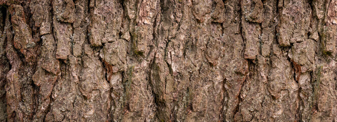 Wood bark usable as background or texture