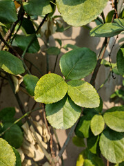 close up Euonymus japonicus leaf.