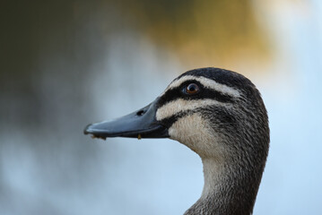 Close up of the side of a Pacific black duck's head