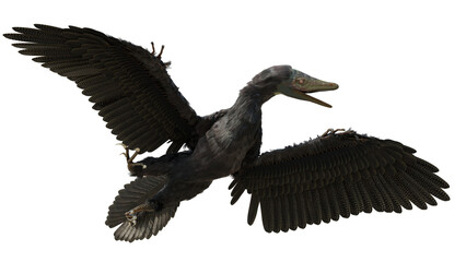 Archaeopteryx, species that is transitional between non-avian dinosaurs and modern birds isolated on transparent background 