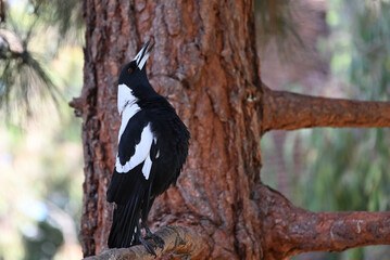 Australian magpie singing while perched on a tree branch, with the songbird standing in an upright...
