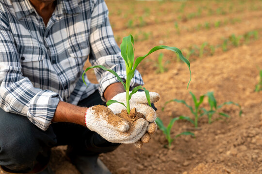 Young green corn plants in hands of farmer in background of agricultural field area. Elderly man holding corn green sprout seedling in hands.Concept of Earth day, ecology