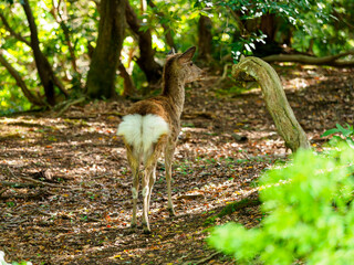 お尻が可愛い奈良公園の子鹿