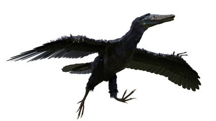 Archaeopteryx, prehistoric birdlike dinosaur, isolated on transparent background