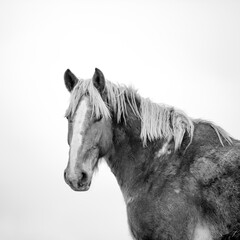  horse portrait