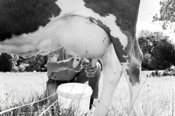 Milking cow. 