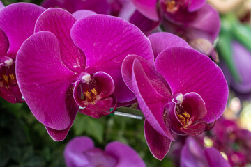 Close up of magenta Orchids flowers growing in garden. Orchids are perennial herbs and feature unusual bilaterally symmetric flowers.