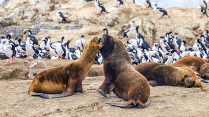 Beagel Channel, Ushuaia, Argntina