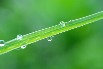 Closeup of dewdrops on leaves early morning