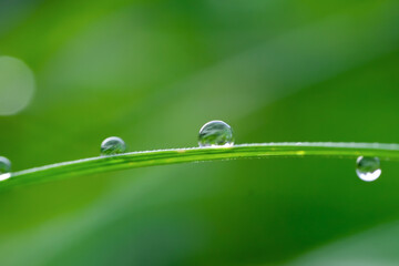 Closeup of dewdrops on leaves early morning
