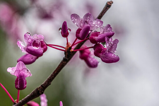 Macro photo of water drops on "eastern redbud" trees flowers, on a blurry background.