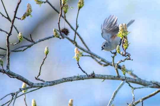 Chickadee Bird Perched On A Tree Branch In Spring