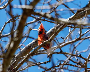 Red cardinal in a tree with bare branches on a sunny day  in late winter
