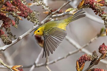 Wilson's warbler in flight