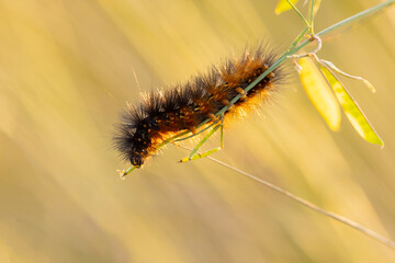 A black and orange caterpillar in Sarasota County, Florida