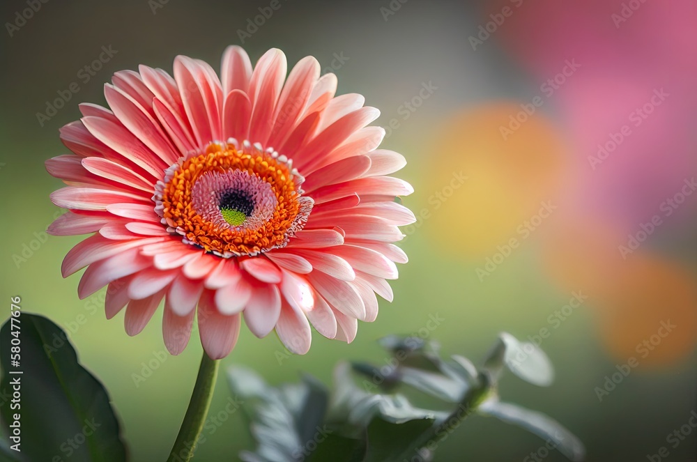 Poster gerbera daisy flower macro view with copyspace generative ai