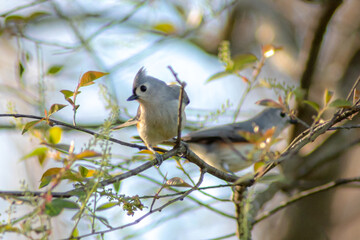 chickadee bird perched on a tree branch in spring