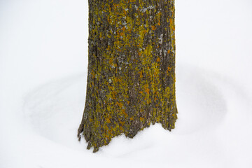 Yellow and brown trunk tree on snow