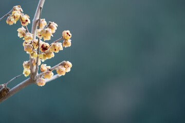 ロウバイの花
