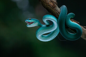 Angry blue viper, blue white lipped Island pit viper snake Trimeresurus insularis strike and open...