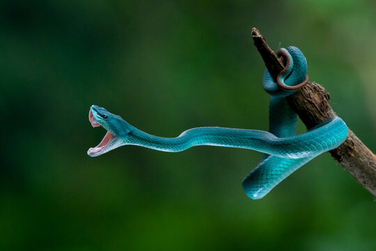 Angry blue white lipped Island pit viper snake Trimeresurus insularis strike and open its mouth with bokeh background 