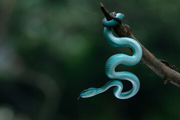 Title	
Close up shot of female blue white lipped Island pit viper snake Trimeresurus insularis...