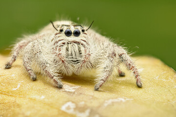 jumping spider