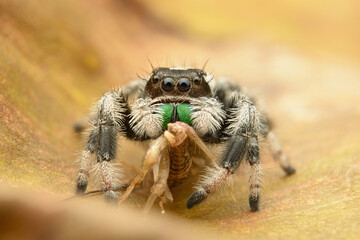 jumping spider