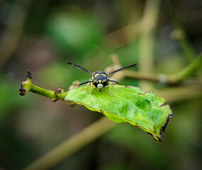 Closeup Wasps on a green leaf with blurry background.